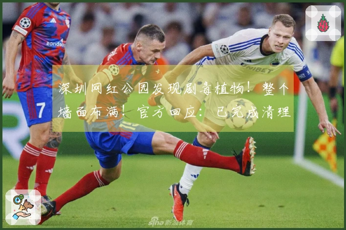 深圳网红公园发现剧毒植物！整个墙面布满！官方回应：已完成清理